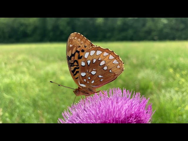 Fritillary Butterfly Sips from a Bull Thistle