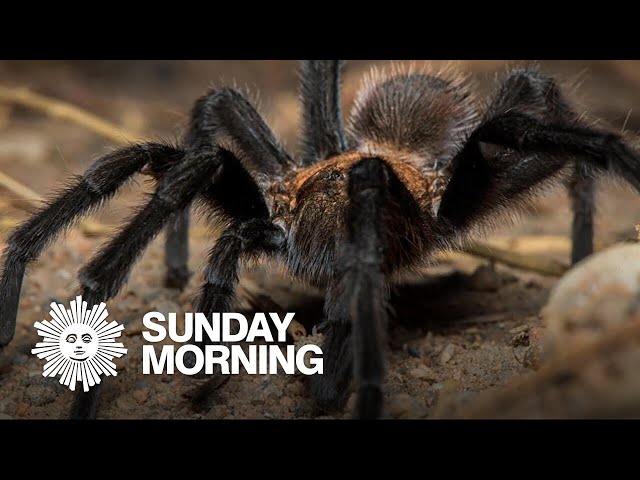 Tarantulas: Why you shouldn't be afraid
