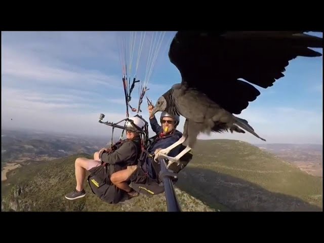 Un avvoltoio si posa sul parapendio in volo: le immagini sono spettacolari