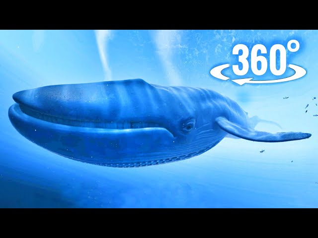 360° VR Video | Blue Whale Watching and Jellyfish 4K