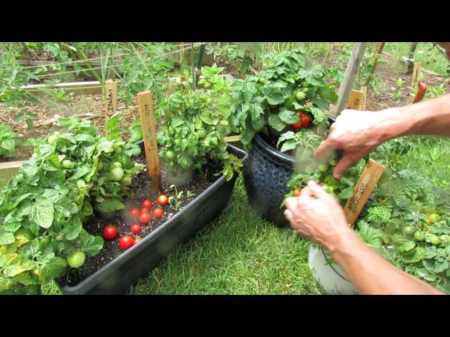 Tomato Variety Profiles: Three Dwarf Determinates (8-15 inches)  - Tiny Tim, Red Robin, Micro Tom
