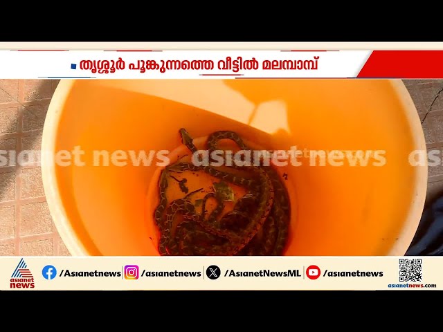 മൂന്ന് ദിവസത്തിനിടെ 20 മലമ്പാമ്പുകൾ; തൃശ്ശൂരിൽ വീടിന്റെ തറ പൊളിച്ച് പരിശോധന | Thrissur | Python