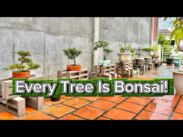 Growing Bonsai From Scratch: A Mini Garden Tour