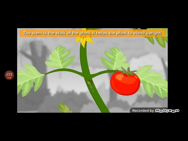 Smart Learning For All - Part of a Plant