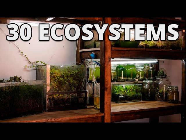 I Built a Giant Shelf for My Ecosystems