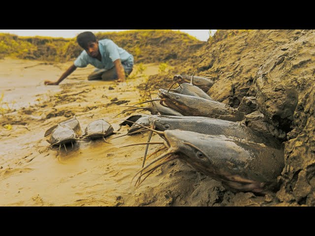 Amazing Hand Fishing At River Side Dry Place Underground Fishing Video Big Catfish Cath By Hand