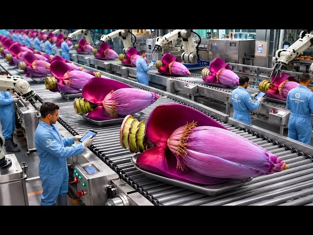 Inside a Modern Banana Blossom Processing Factory | How Banana Flowers Become Ready-to-Eat Products