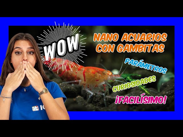 Gambas: Neocaridinas y Caridinas, TODO lo que necesitas saber