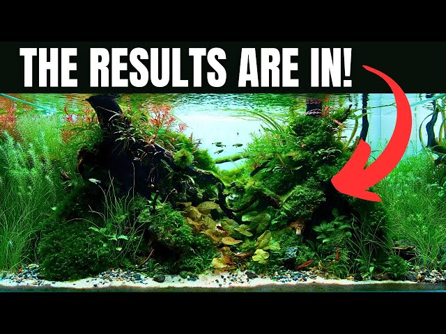 MY FIRST EVER IAPLC CONTEST AQUASCAPE! Here's What Happened