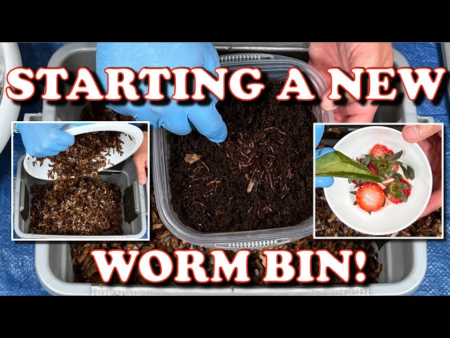 How I Start A New Worm Bin & 6 Day Check In! | Vermicompost Worm Farm