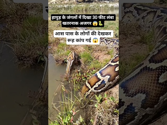 Dangerous python snake seen in the forests of Hapur 😯 🐍 #ajgarsaanp #hapurnews #ajgarinjungle #indainrescue