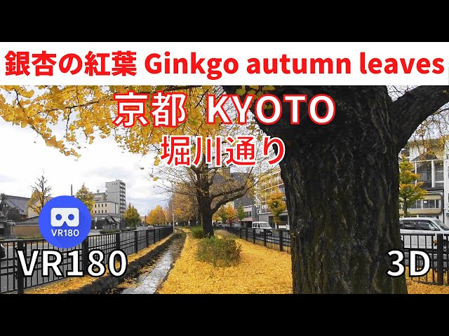 VR180 京都観光 銀杏 紅葉 01 Japan KYOTO Ginkgo Autumn leaves 3D動画