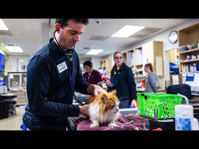 How to Monitor for a Cat Urethral Block at Home | Signs of a Blocked Cat