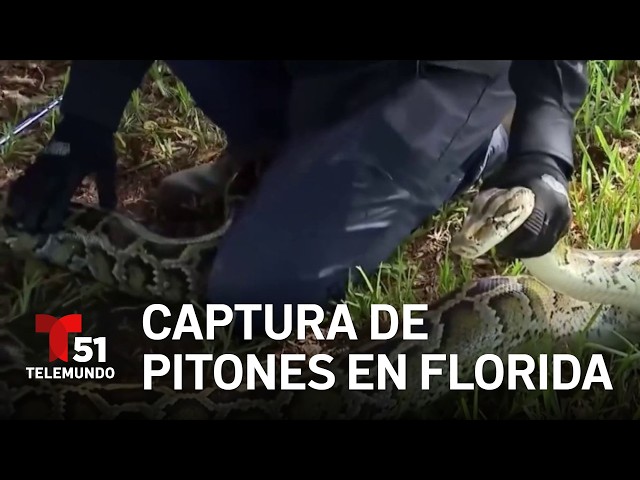 Python capture competition begins in Florida