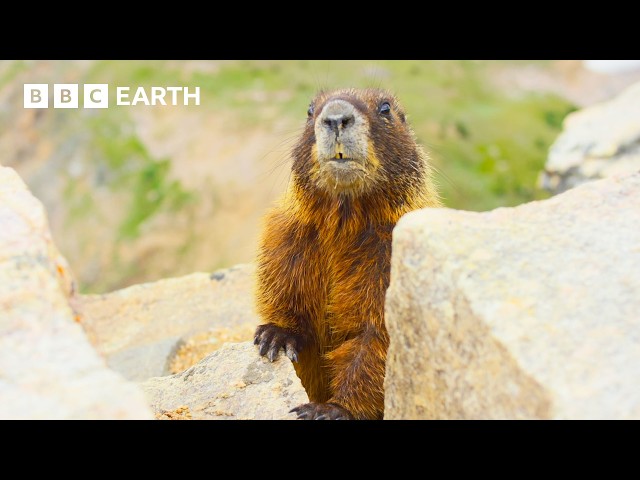 🔴 LIVE: The Incredible Wildlife of Hidden Forests | BBC Earth