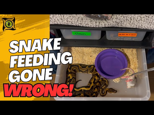Ball Python Feeding Time: Some Hungry, Some Not!
