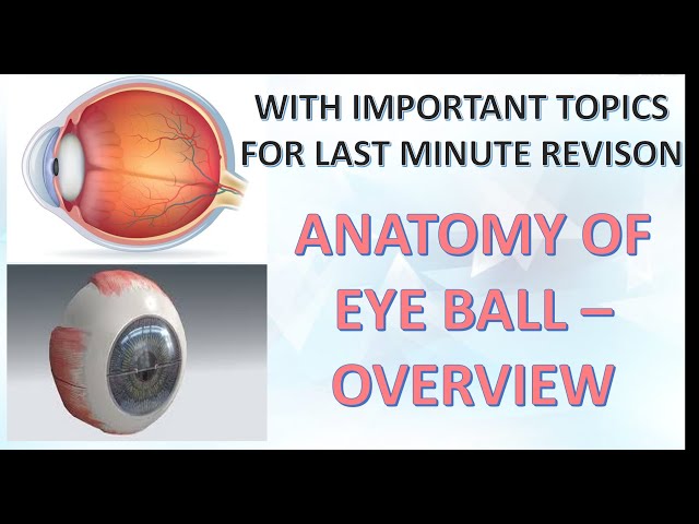 EYE ANATOMY AND PHYSIOLOGY OF VISION OVERVIEW # eto # aiims #optometry #dsssb #refractionist