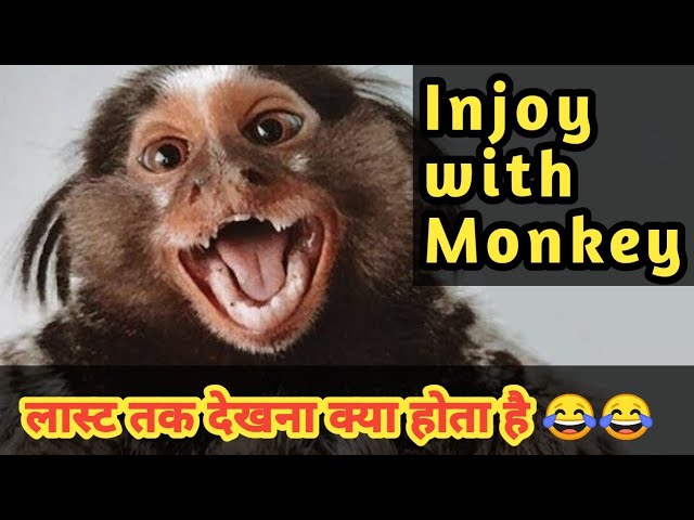Sunday fun Vlog 🔥 injoy with Money 😂 । Subhash Pandey Vlogs