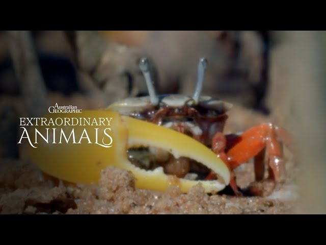 Extraordinary Animals: Banana Fiddler Crab