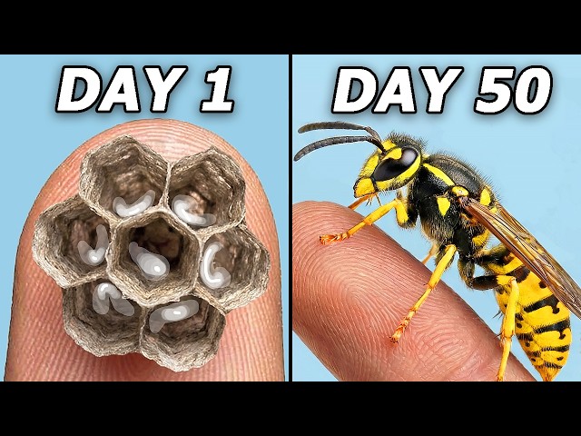 I Hatched 1,000 Wasps...(in my bedroom)