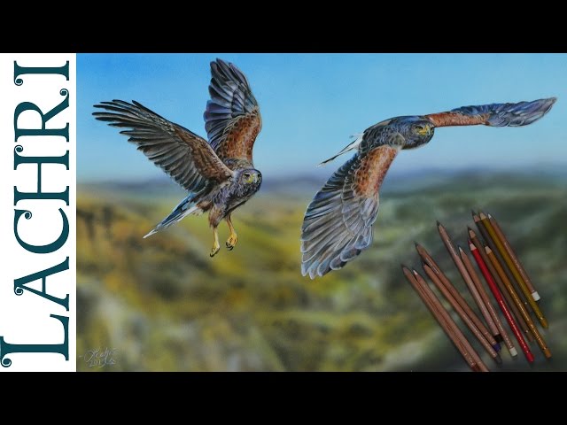 Hawks in Colored Pencil speed painting tutorial w/ Lachri