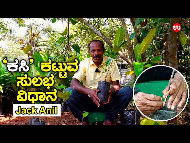 'ಕಸಿ’ ಕಟ್ಟುವ ಸುಲಭ ವಿಧಾನ | Grafting  | Jack Anil | Udayavani
