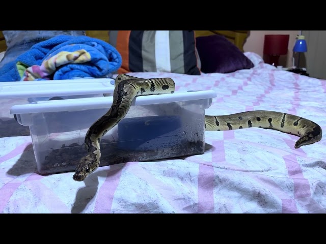 #snake #reptiles #pets #ballpython #viral 