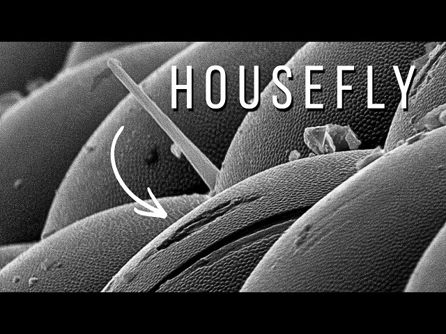 Do NOT Watch While Eating - Housefly in Electron Microscope