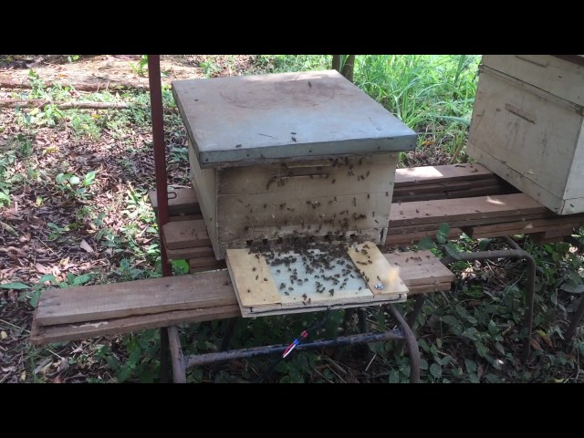 How to collect bee venom