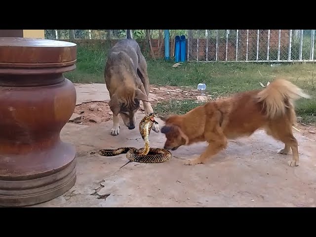 DOG TRAINING: Dog vs Snake Part I - បង្រៀនសុណខ អោយប្រគូតជាមួយពស់វគ្គ១