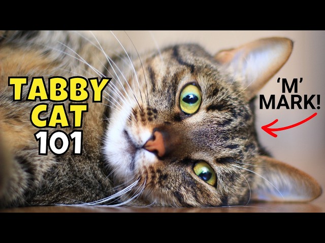 Tabby Cat 101: What to Know Before Adopting One