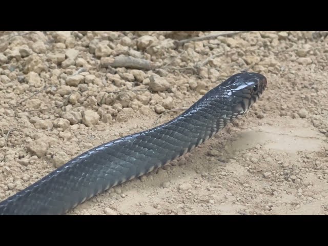 snake live #snake #nature #wildlife #forest#Snake #Snakes #Cobra #KingCobra #Python #Viper #Reptile