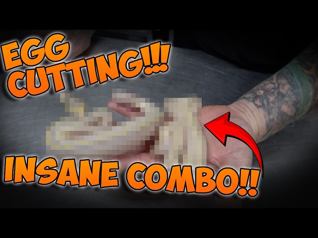 Insane Combo!!! EGG CUTTING