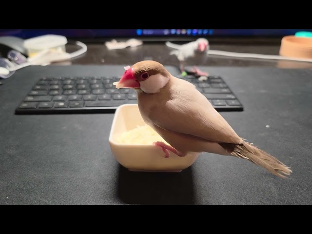 Sometimes the finches try to get in my food