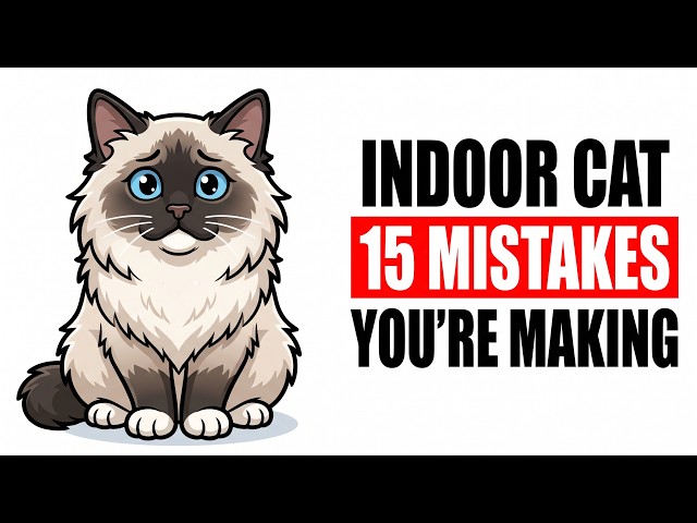 Your Indoor Cat Is Suffering — And You Don't Even Know It (15 Mistakes)
