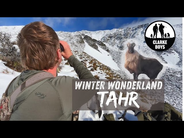 Bull Tahr Hunt in Frozen Alps!