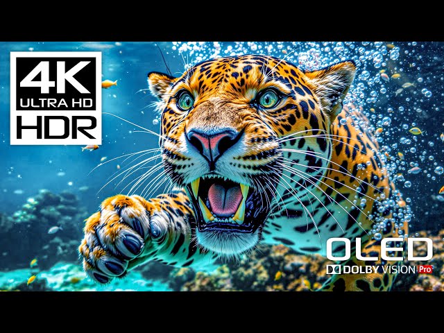 Amazing Wildlife in Stunning 4K HDR 120 FPS Video - Dolby Vision