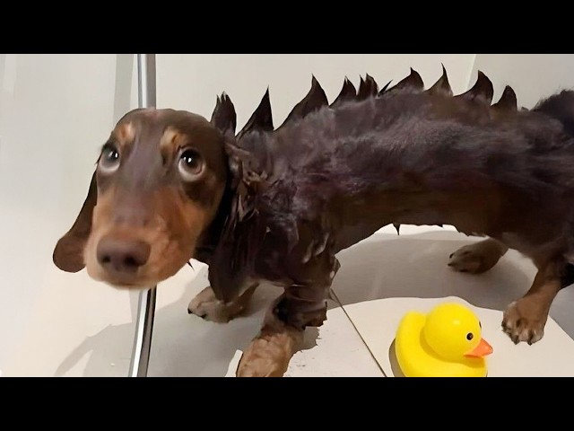 Funniest Dogs On The Internet Right Now 😂 Best Funny Animals 2026