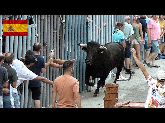 Insane Bull Run in Spain, The Wildest Show on Earth 2024