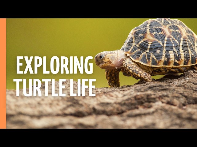 The Incredible World of Turtles - Secrets of Ancient Survivors | Full Documentary