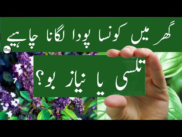 Which Plant Is Better For Home Tulsi Or Niaz Boo