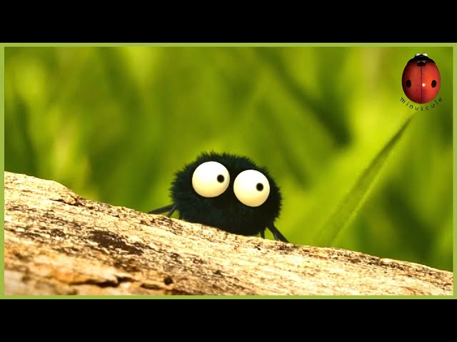 The Stubborn Spider | Minuscule 🍃 45' Compilation
