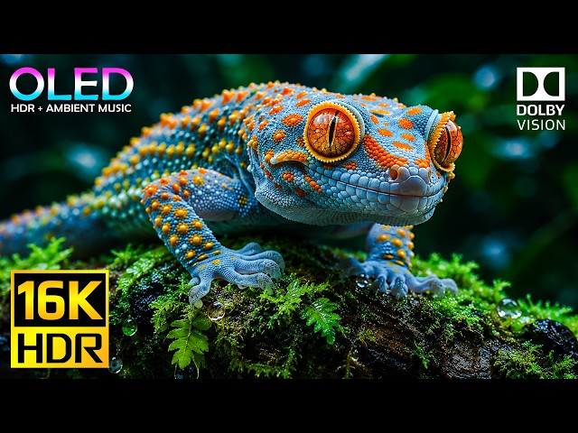 16K HDR Dolby Vision Nature & Forest Animals | 120fps Test for 8K OLED TV