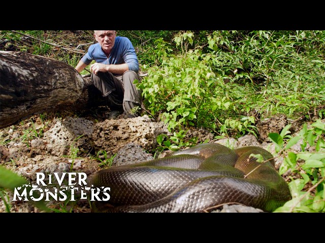 The Best Of Snakes: Anaconda, Krait, Viper! | River Monsters