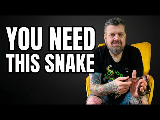 Keeping House Snakes as Pets!