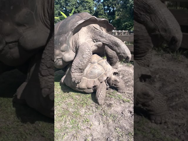 GIANT TORTOISE DOING WHAT???? #shorts | BRIAN BARCZYK