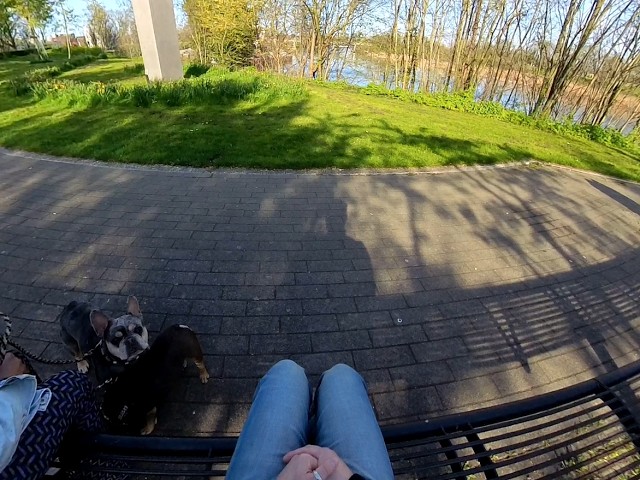 Exposure Therapy 360°: Beginner-Friendly Encounter with Two Small Dogs (Fear of Dogs/Cynophobia)