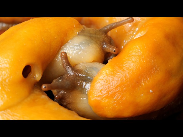 The Slimy Details Behind Banana Slug Mating