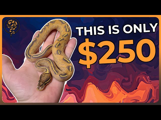 You can Buy these Ball Pythons for $250 OR LESS!!!