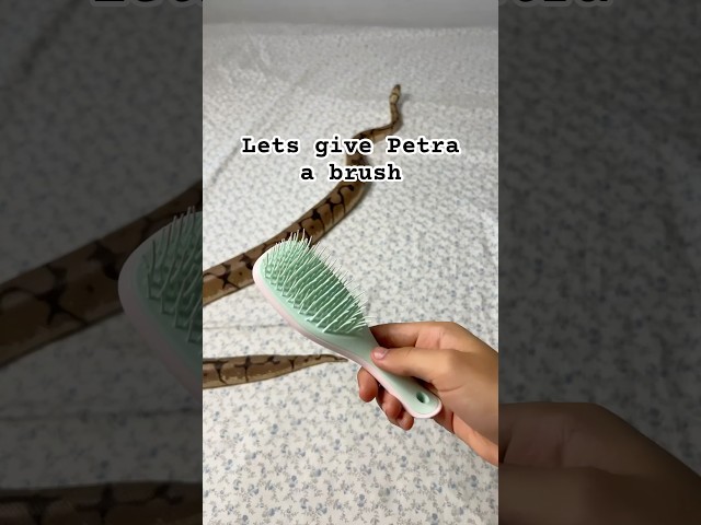 Petra likes a nice brush #snake #animal #reptile  #lol #cute #fyp #trend #trending #pet #shorts